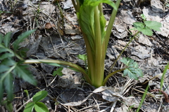 Pleurospermum uralense