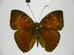 Euriphene melanops