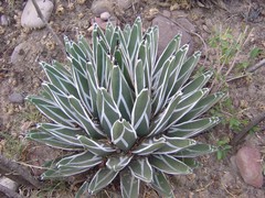 Agave pintilla