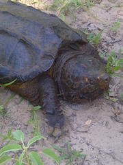 Macrochelys temminckii