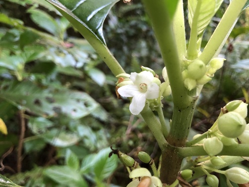 Cyrtandra samoensis observed 2024-06-04