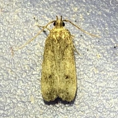 Glyphidocera
