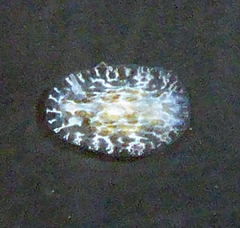 Corambe steinbergae