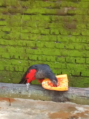 Psittrichas fulgidus