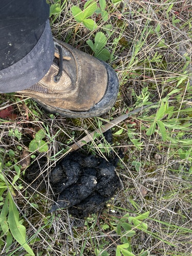 Black Bear Tracks – NatureTracking