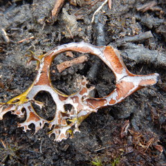 Masonhalea richardsonii