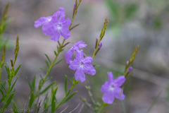 Bouchea linifolia