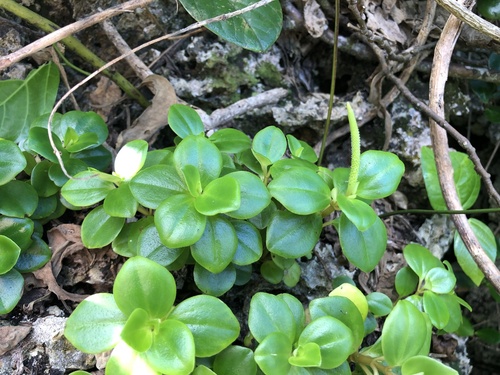 Peperomia pallida observed 2024-06-04