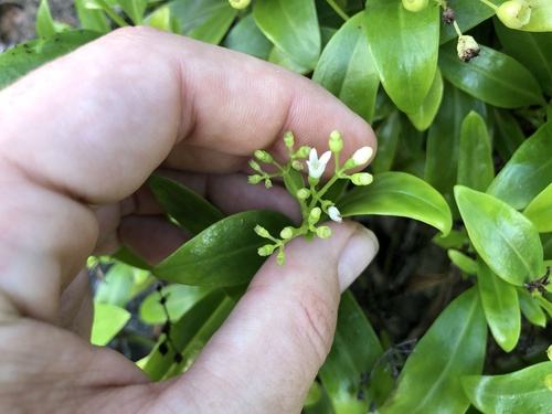 Leptopetalum foetidum observed 2024-06-04