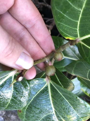 Ficus scabra observed 2024-06-04