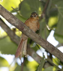 Anabacerthia lichtensteini