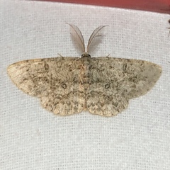 Hypomecis umbrosaria