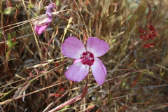 Clarkia lewisii
