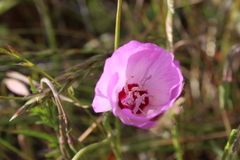 Clarkia lewisii
