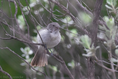 Vireo vicinior