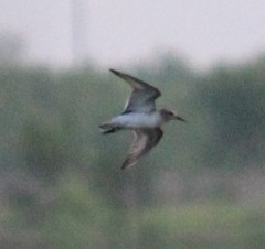 Calidris fuscicollis
