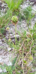 Sanguisorba minor balearica
