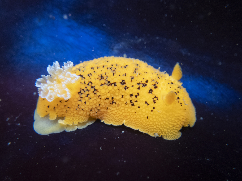 Noble Dorid