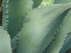 Agave durangensis