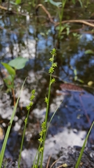 Carex seorsa