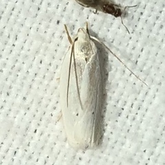 Antaeotricha albulella