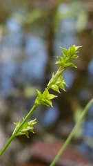Carex seorsa