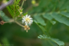 Senegalia berlandieri