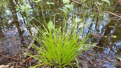 Carex seorsa