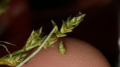 Carex seorsa