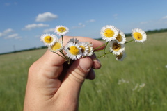 Erigeron tenuis