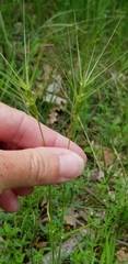Aegilops biuncialis