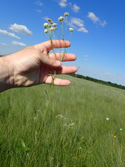 Erigeron tenuis