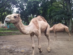 Camelus