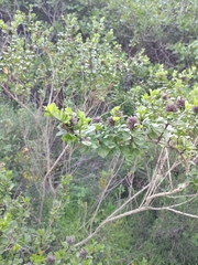 Psoralea bracteolata