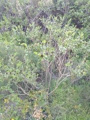Psoralea bracteolata