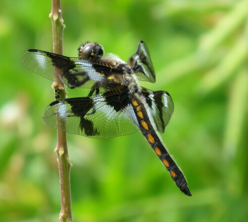 Eight-spotted Skimmer photo 6