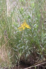 Solidago juliae