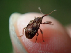 Anthonomus rectirostris