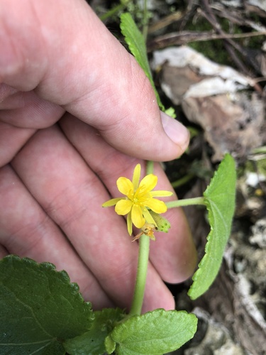 Triumfetta procumbens iNat (1)