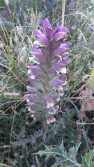 Acanthus syriacus