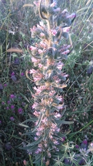 Echium glomeratum