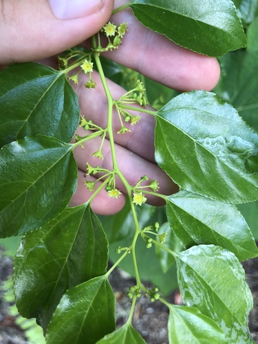 Colubrina asiatica observed 2024-06-04