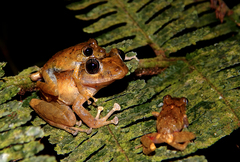 Pristimantis penelopus