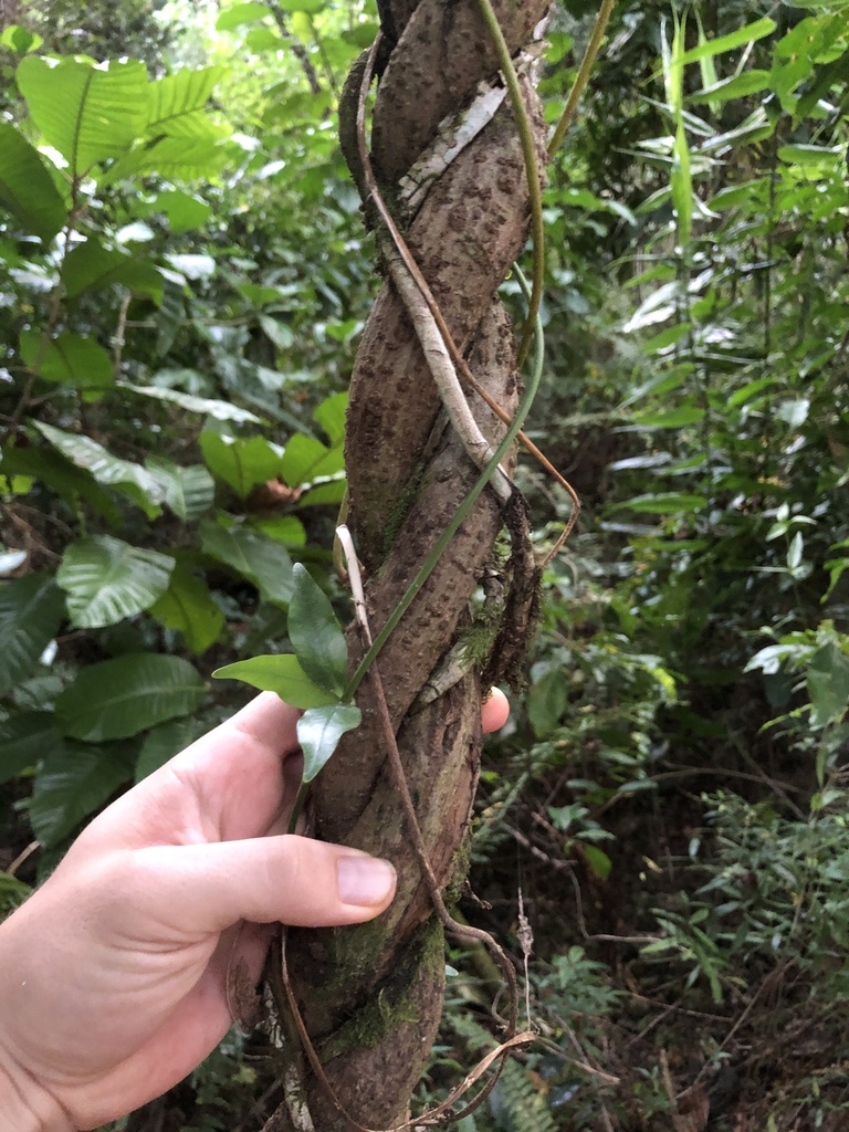 Burny Bean from Liku, Niue on June 4, 2024 at 05:21 PM by J.R. Kuethe ...