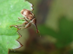 Anthonomus rectirostris