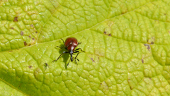 Merhynchites bicolor