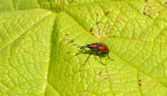 Merhynchites bicolor