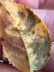 Phragmidium tuberculatum