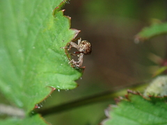 Anthonomus rectirostris