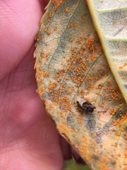 Phragmidium tuberculatum